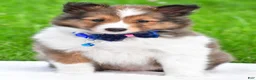 Shetland Sheepdog dogs for sale: Kevin - Ad 2