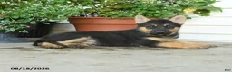 Gerberian Shepsky dogs for sale: Theodore - Ad 4
