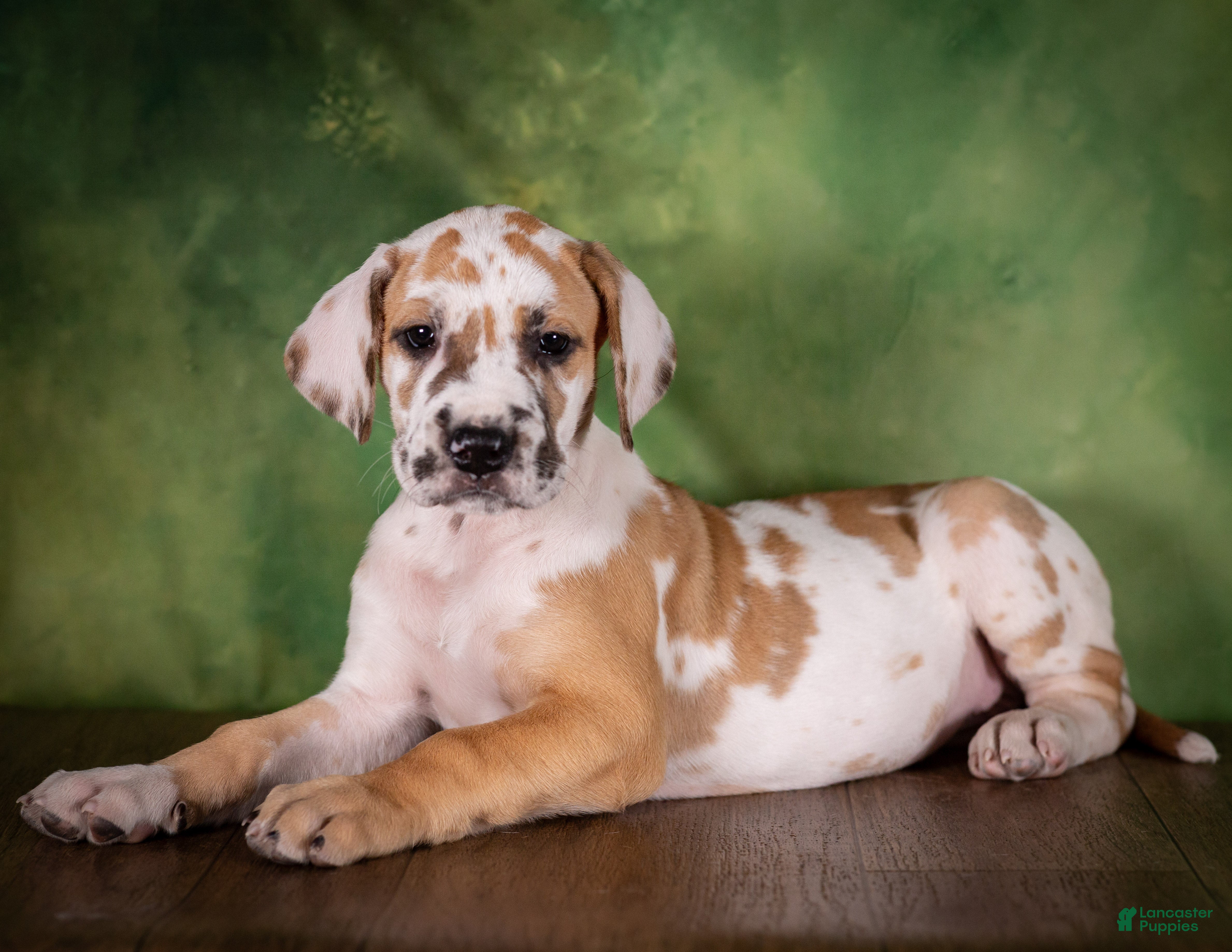 Great Dane dogs Taffy - Ad 2