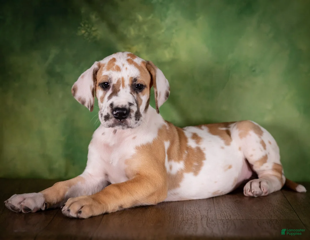 Great Dane dogs for sale: Taffy - Ad 2