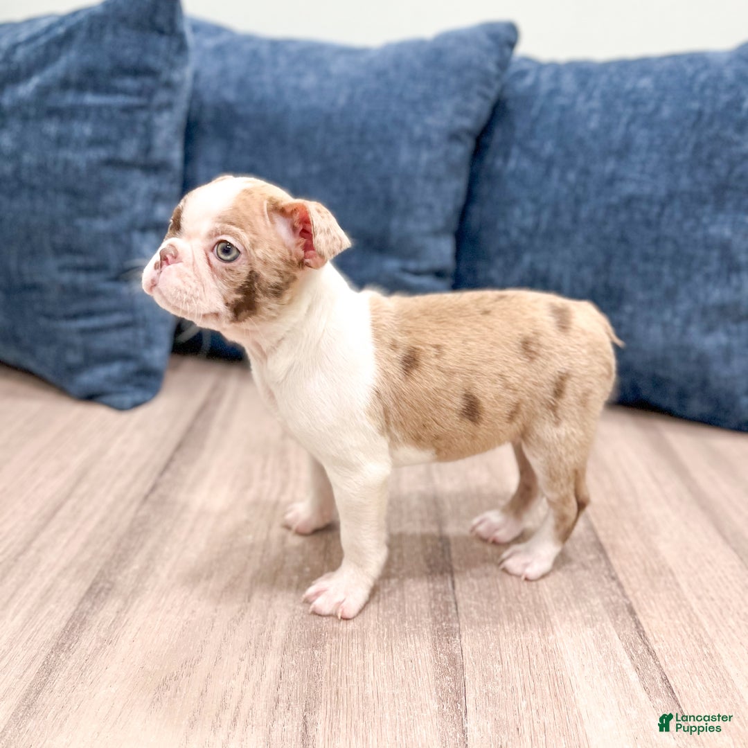 Boston Terrier dogs for sale: Grace - Ad 3