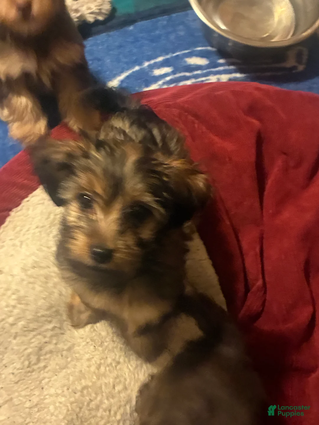 Yorkiepoo dogs for sale: Yorkiepoo Puppy 3 - Ad 7
