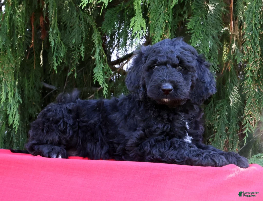 Newfypoo dogs for sale: Cruz - Ad 2