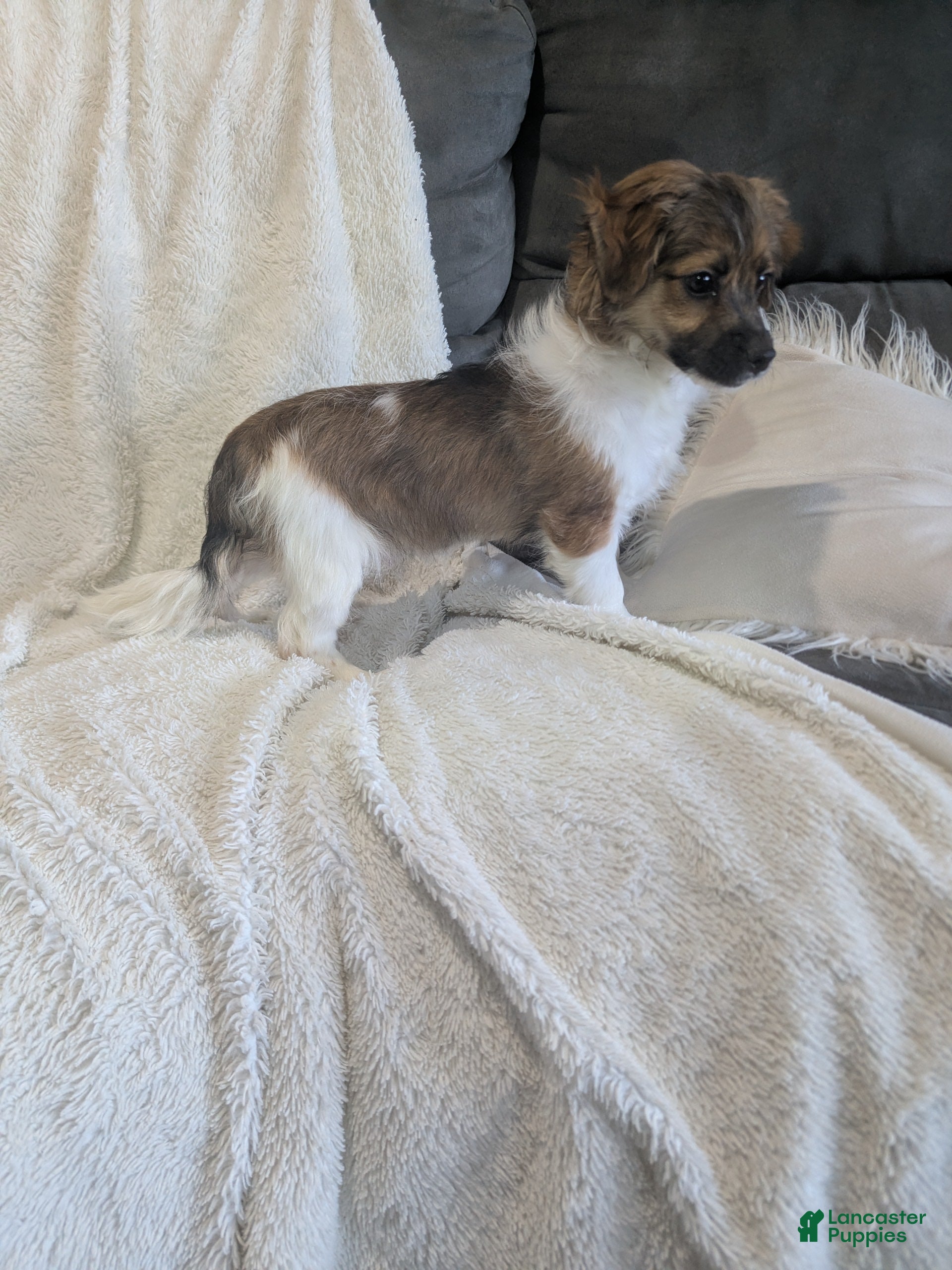 Havanese dogs Buddy - Ad 2