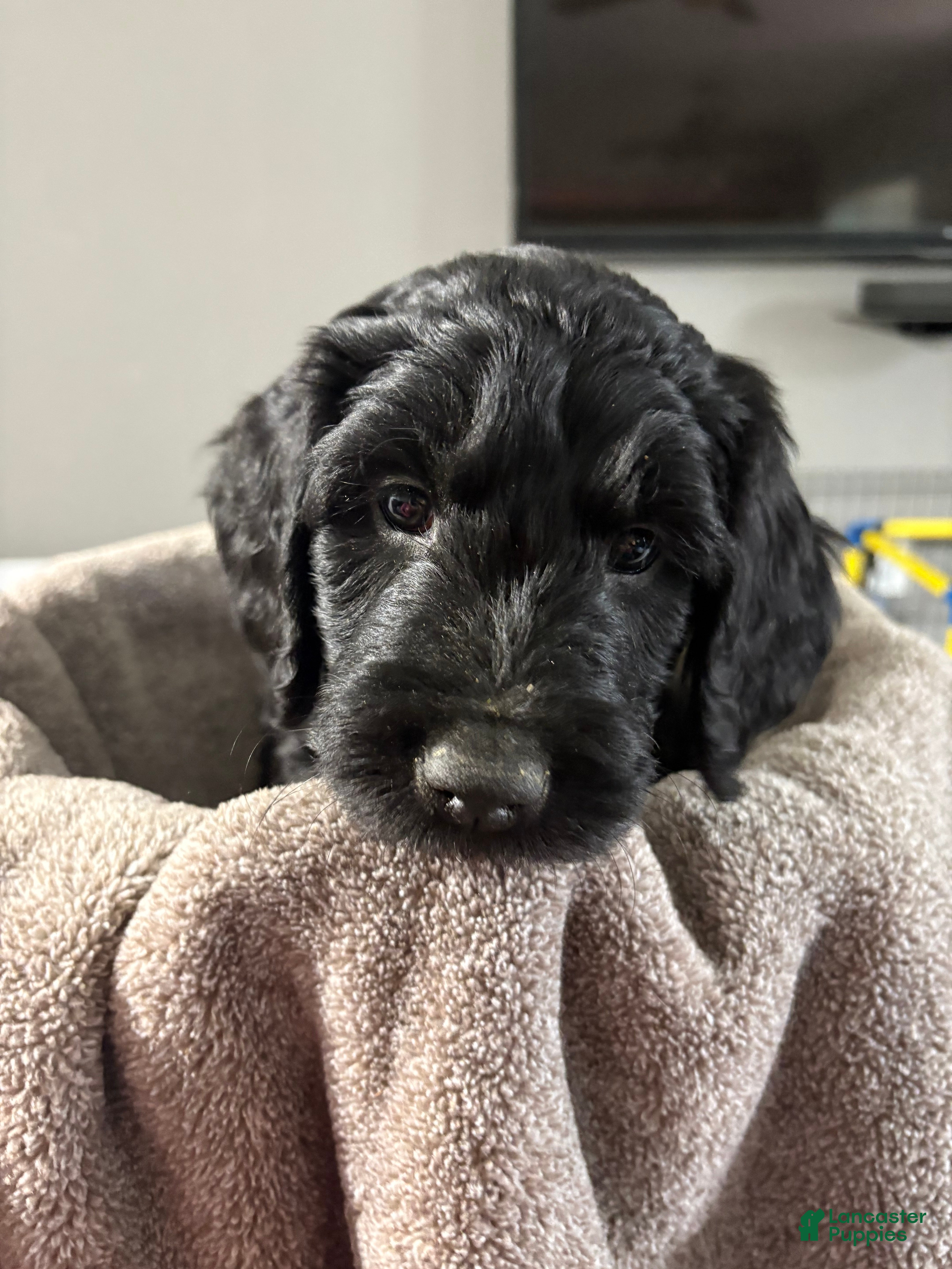 Goldendoodle dogs Goldendoodle Puppy 8 - Ad 7