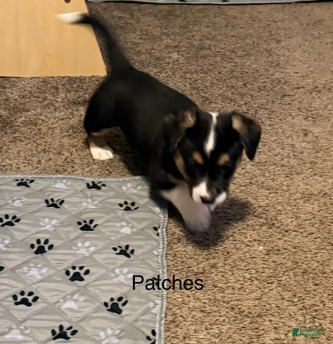 Welsh Corgi Cardigan dogs for sale: Patches - Ad 2