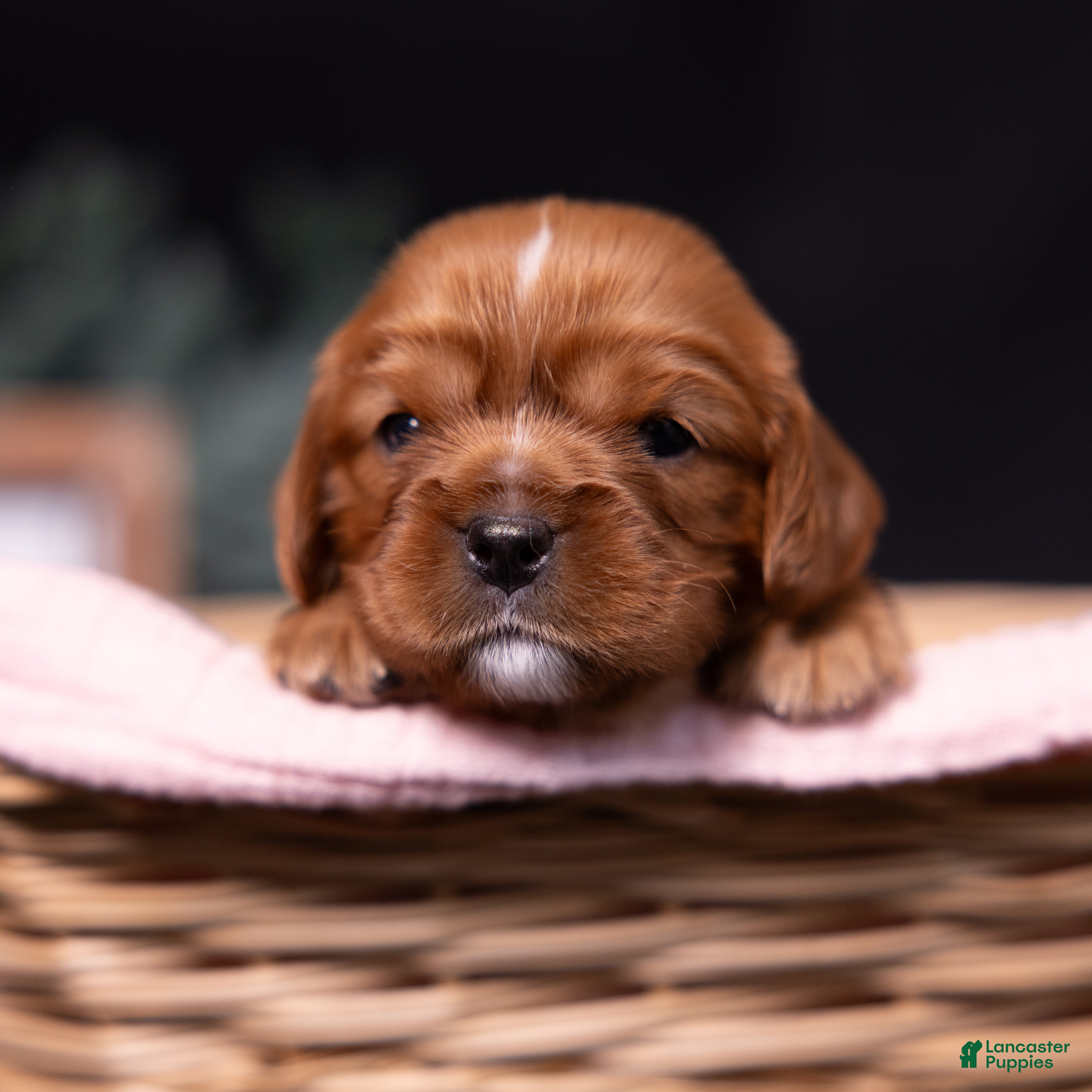 Cavalier King Charles Spaniel dogs Marie - Ad 1