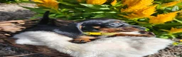Miniature Dachshund dogs for sale: Zara - Ad 14