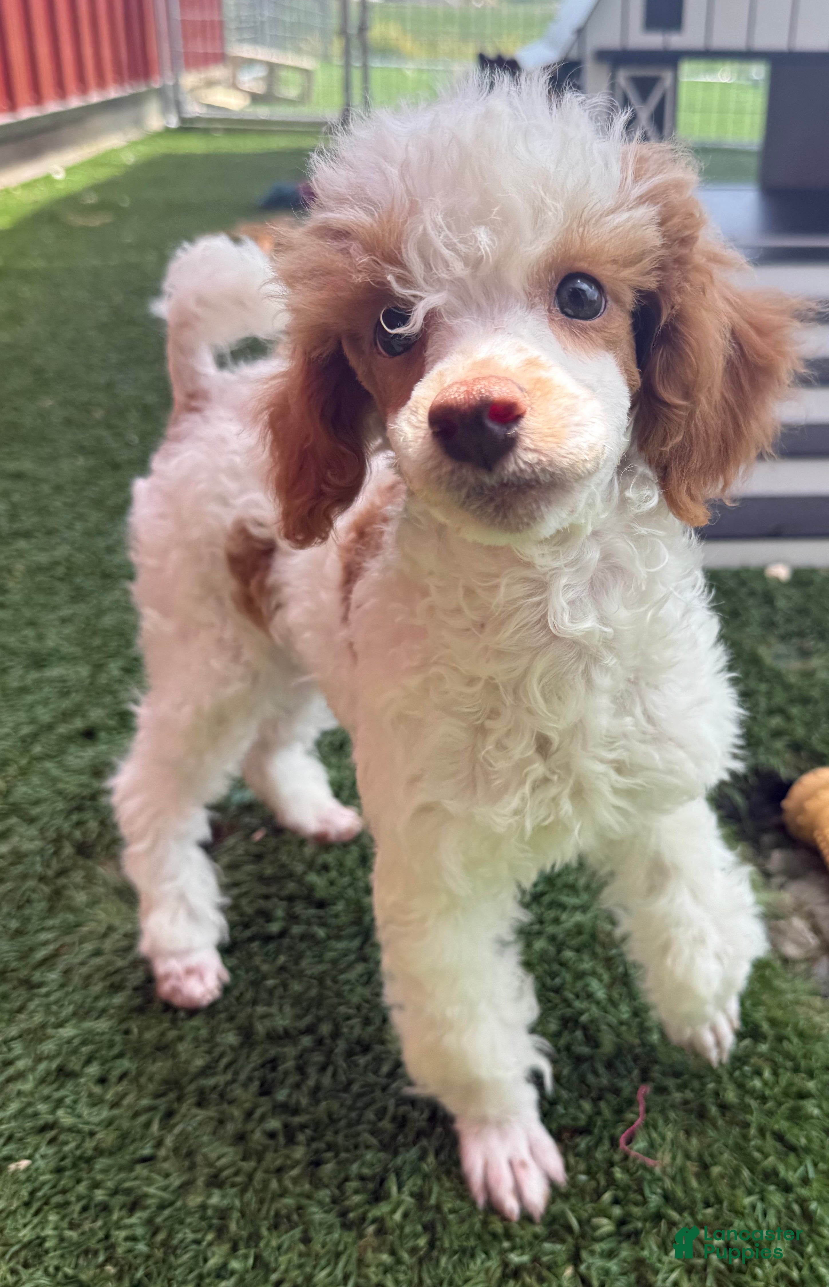 Miniature Poodle dogs Garfield Miniature Poodle Puppy  - Ad 1