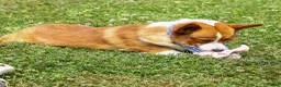 Welsh Corgi Pembroke dogs for sale: Yo-Yo 💕 - Ad 17