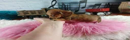Miniature Dachshund dogs for sale: Suzies Teacup red girl. Hand Delivery  - Ad 4