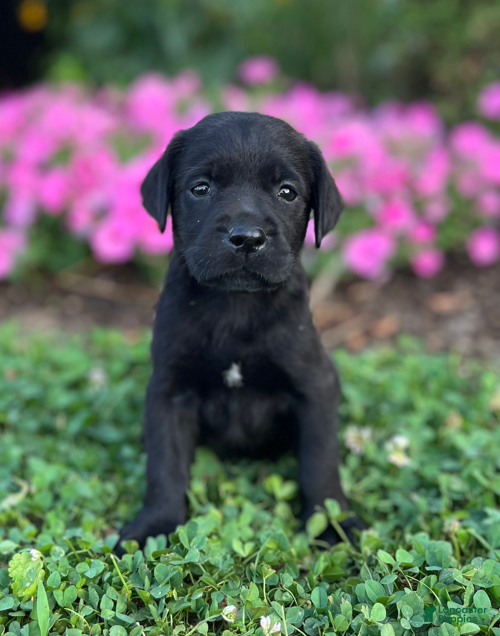 Labrador Retriever dogs Labrador Retriever 2 - Ad 1
