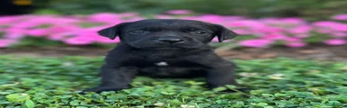 Labrador Retriever 2