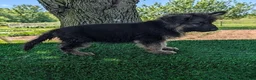 German Shepherd dogs for sale: Bruce - Ad 5