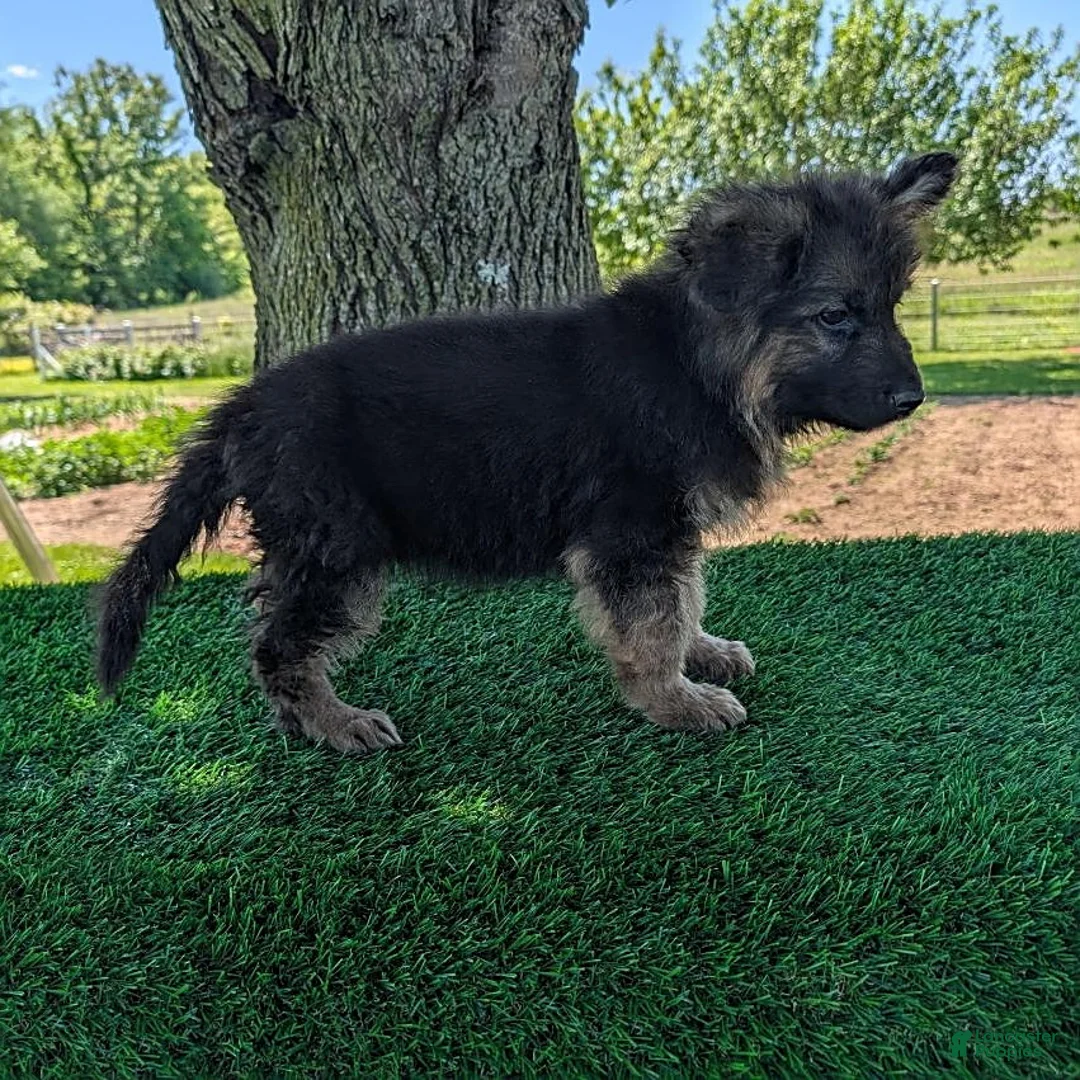 German Shepherd dogs for sale: Bruce - Ad 5