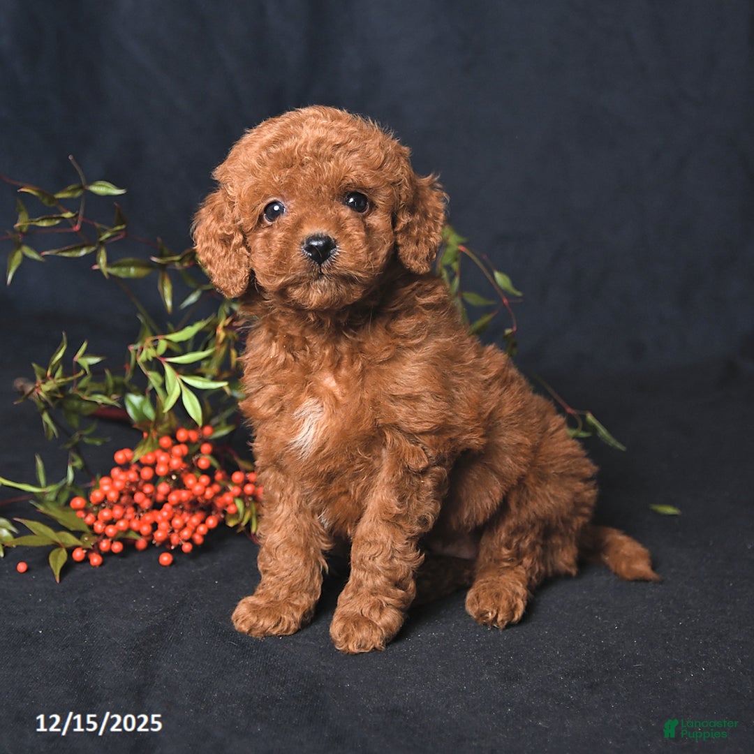Miniature Poodle dogs for sale: Immanuel - Ad 1