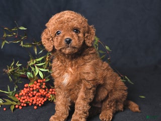 Miniature Poodle dogs Immanuel - Ad 4