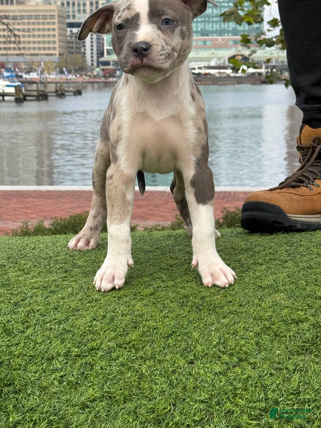American Bully dogs for sale: Greyjoy  - Ad 28