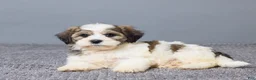 Teddy Bear dogs for sale: Lance - Ad 6
