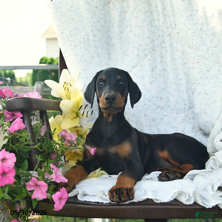 Doberman Pinscher dogs Trina - Ad 1