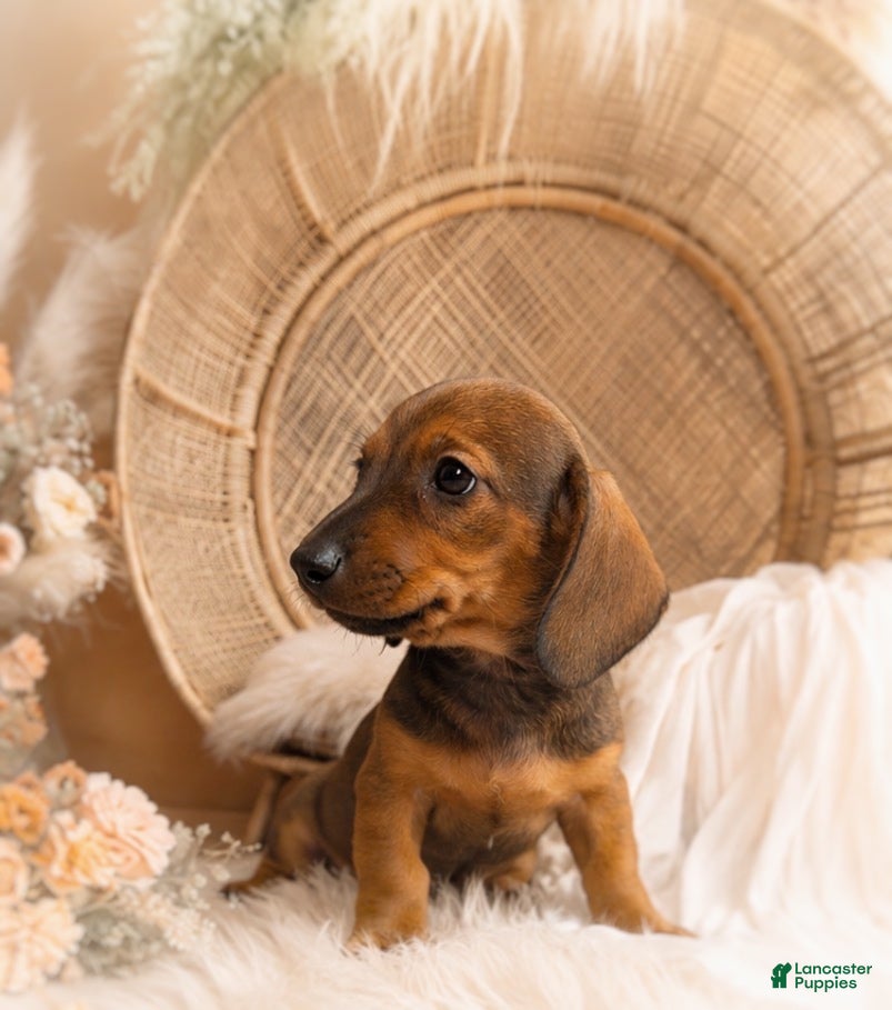 Miniature Dachshund dogs Oscar - Ad 2