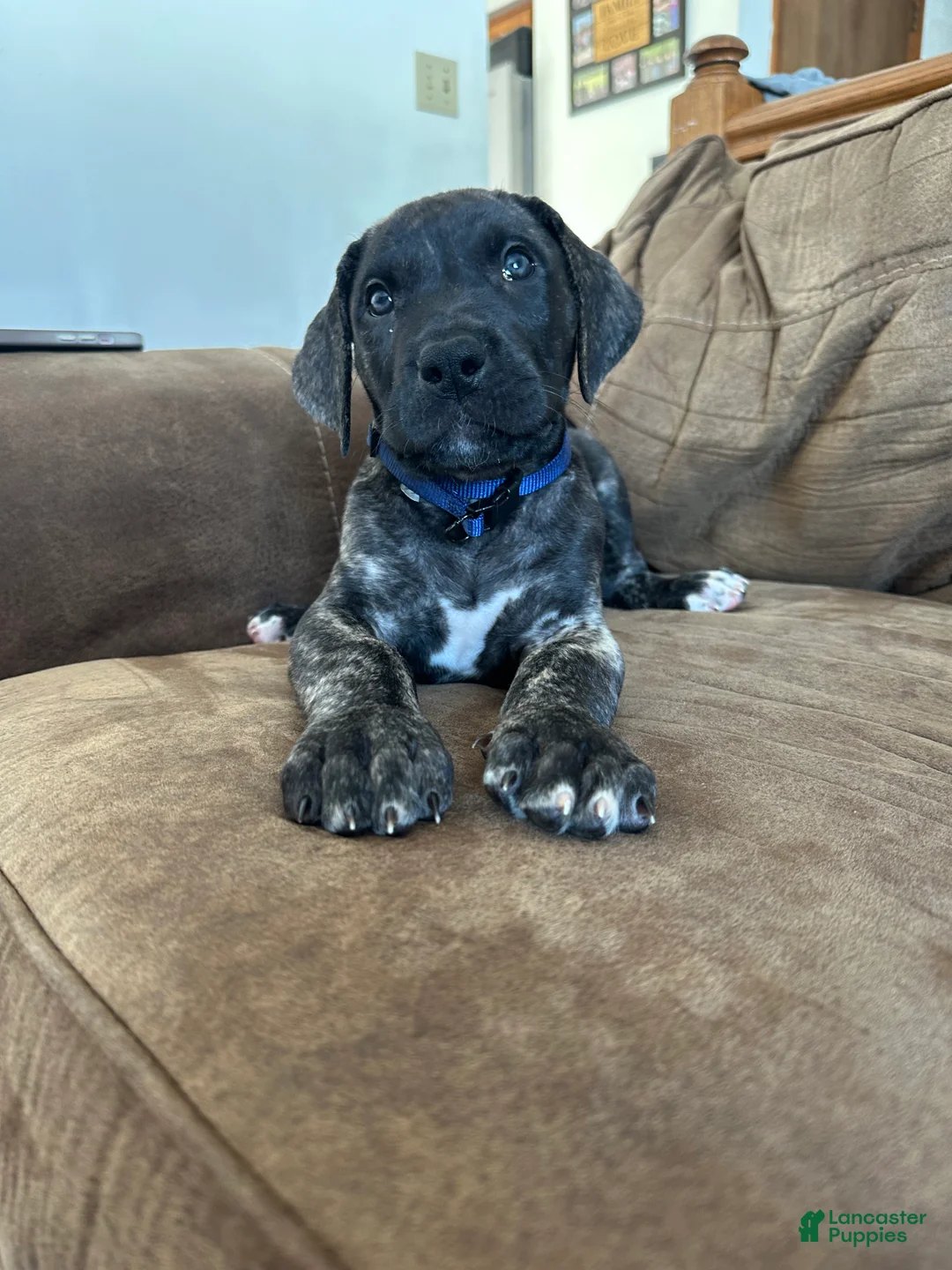 Mixed Breed dogs for sale: Mixed Breed Puppy 3 - Ad 2