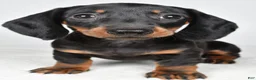 Dachshund dogs for sale: Remi - Ad 5