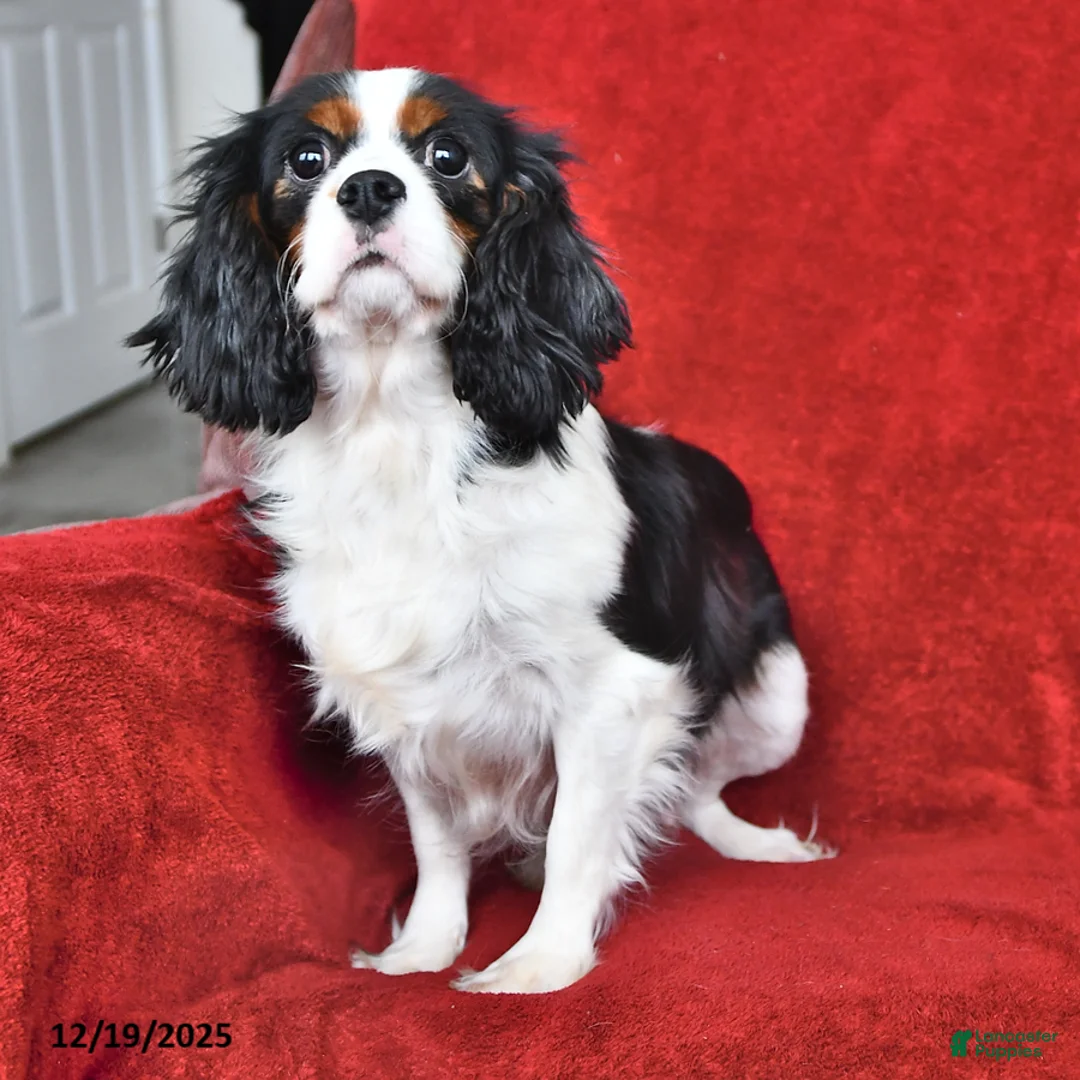 Cavapoo dogs for sale: Gracie - Ad 6