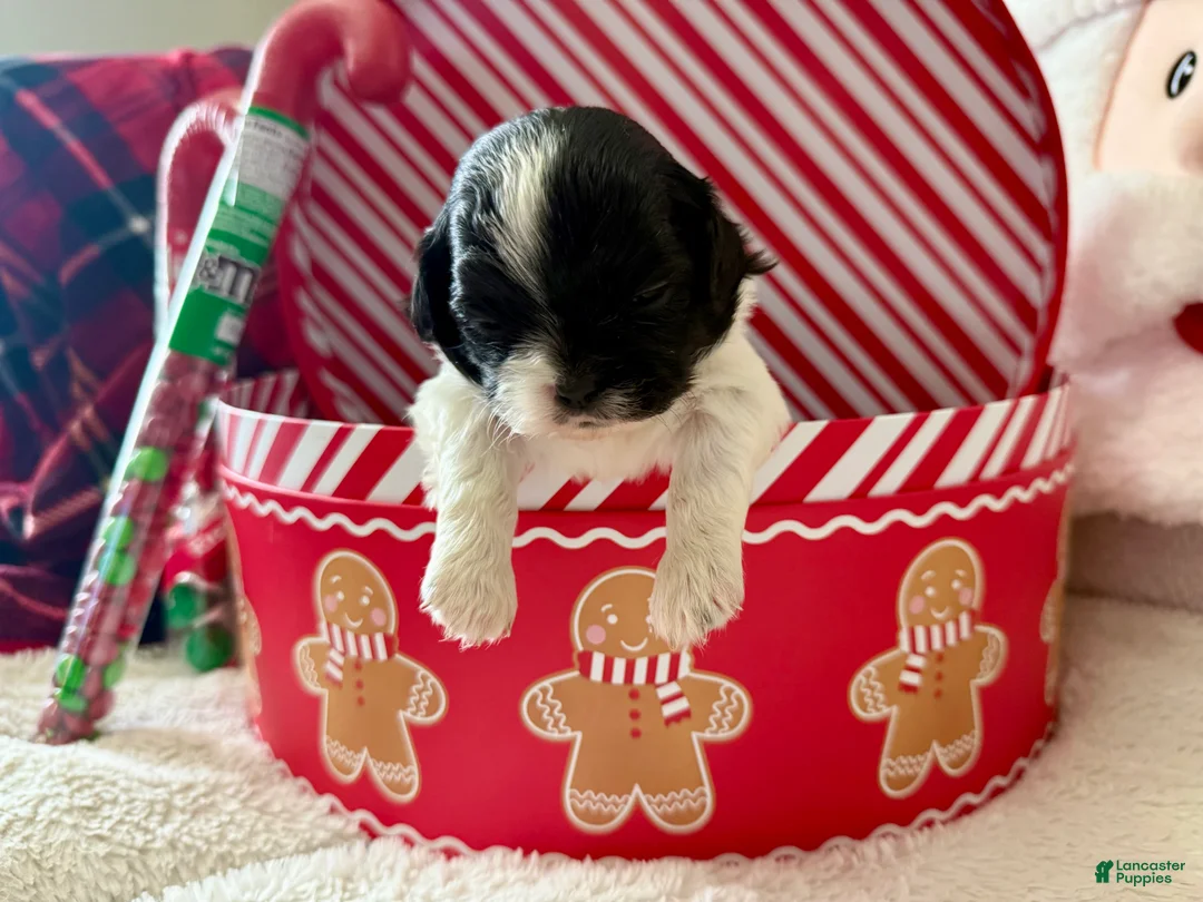Shihpoo dogs for sale: Glinda  - Ad 4