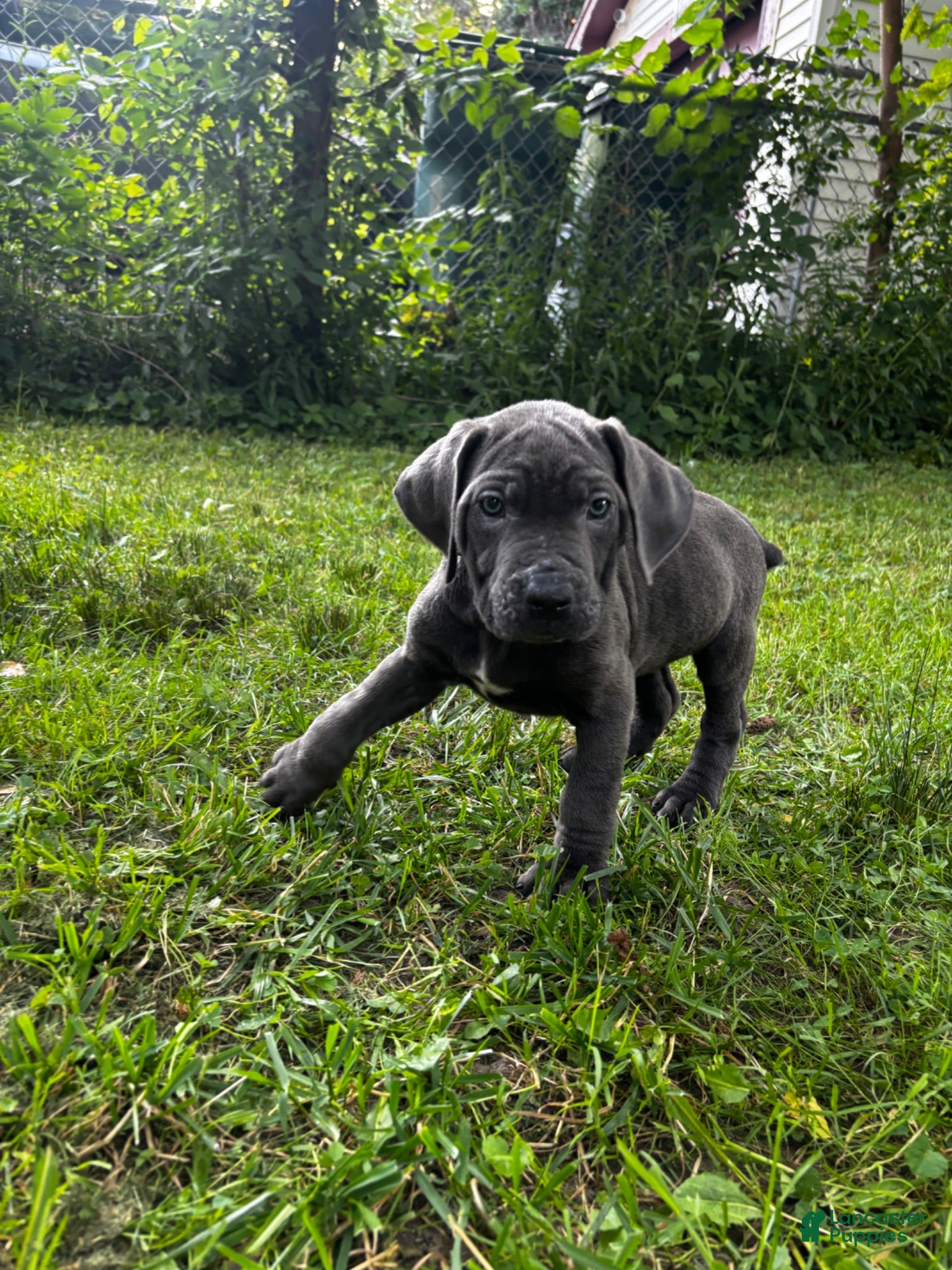 Cane Corso dogs Cane Corso 9 - Ad 2