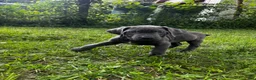 Cane Corso dogs for sale: Cane Corso 9 - Ad 2