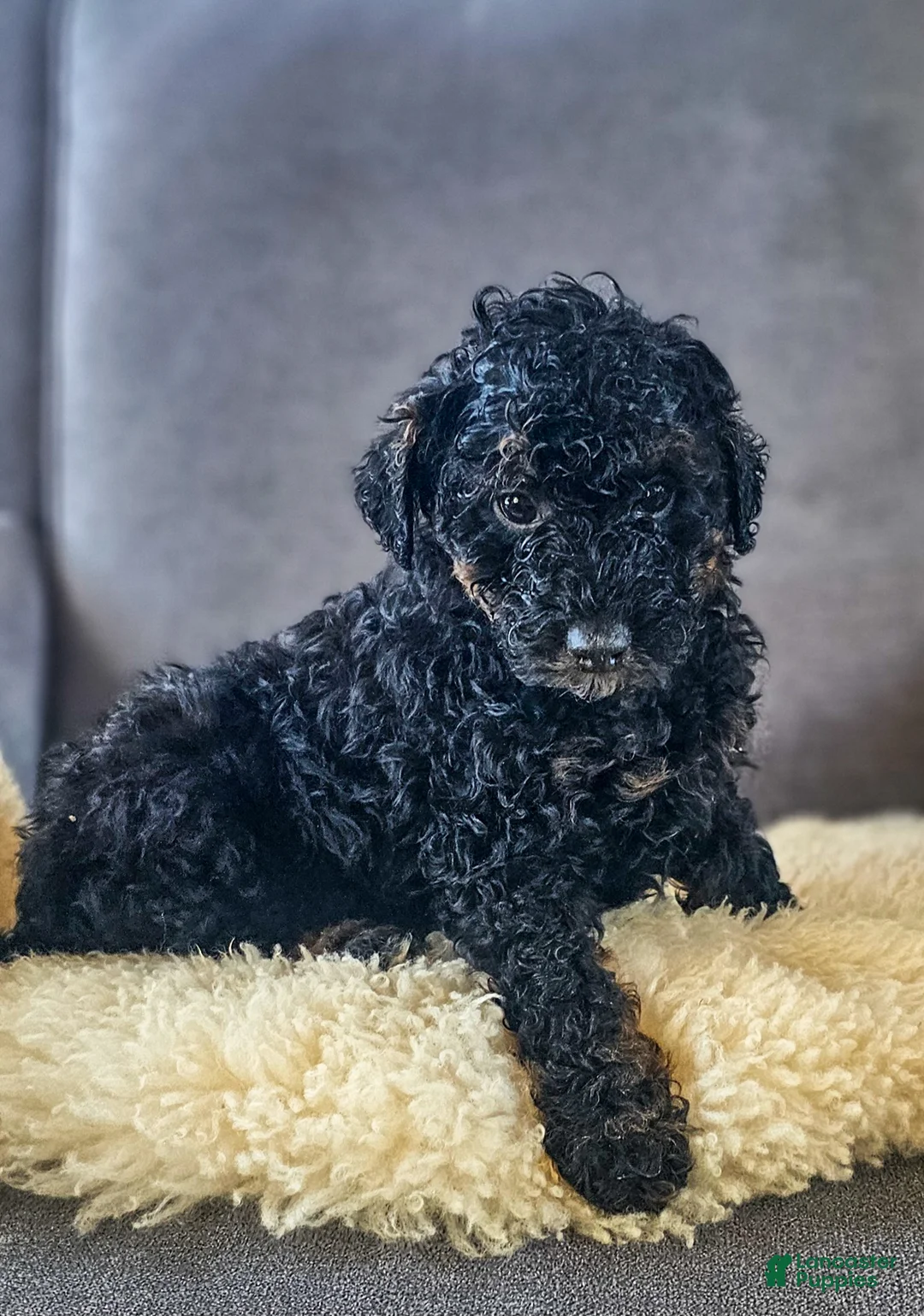 Mini Bernedoodle dogs for sale: Jack - Ad 4