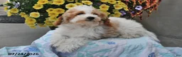 Miniature Poodle dogs for sale: Sapphire - Ad 5