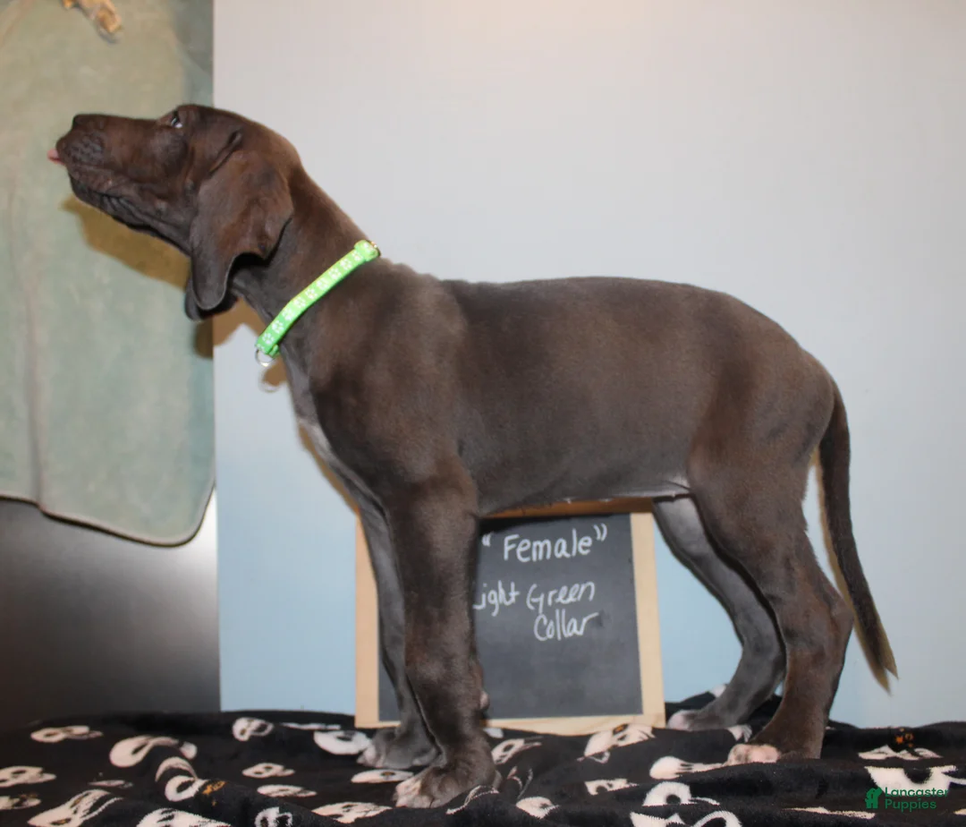 Great Dane dogs for sale: Flora - Ad 2