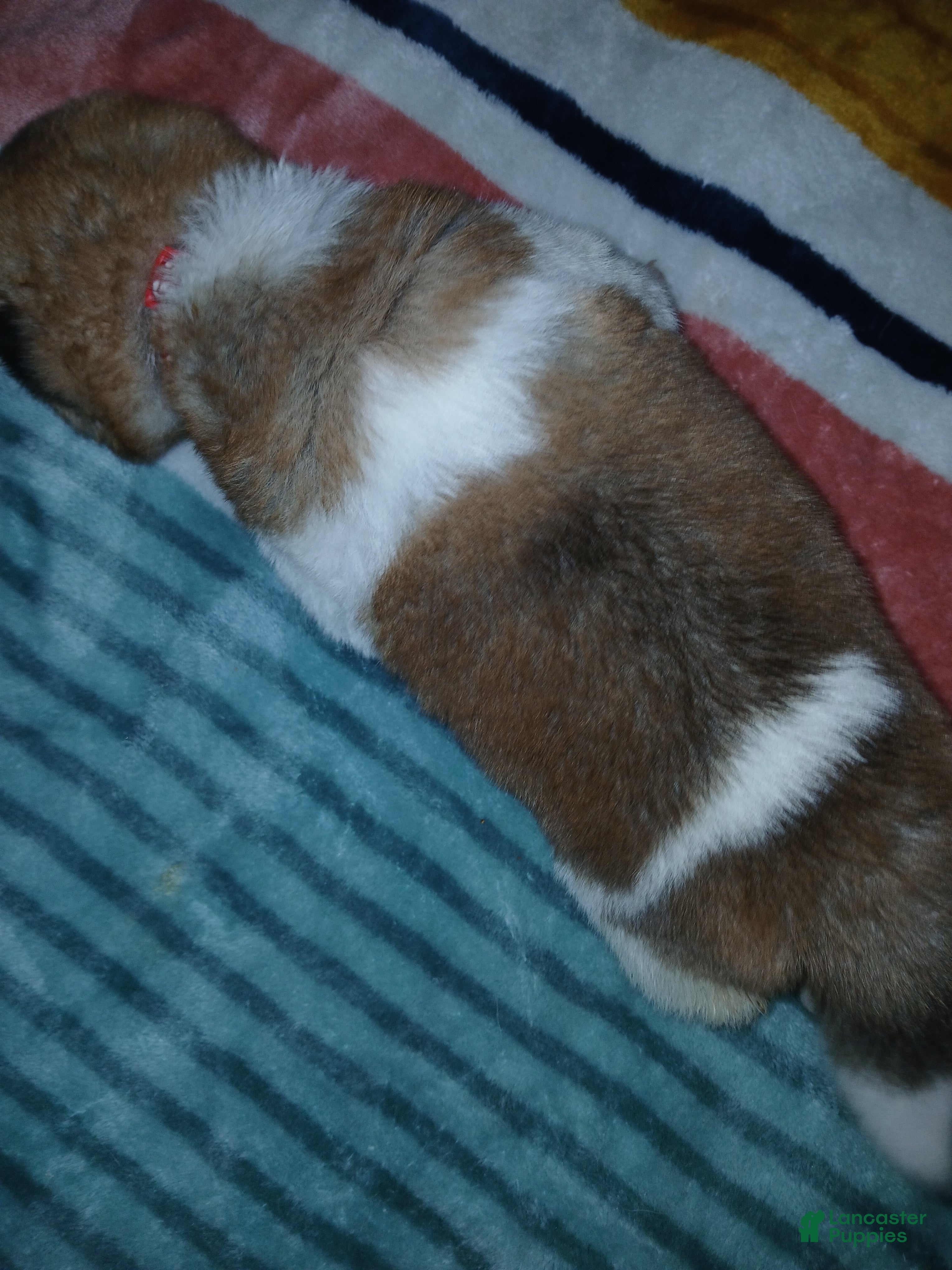 Akita dogs Rowen - Ad 2