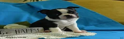 Boston Terrier dogs for sale: Wanitta - Ad 3