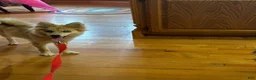 Pomsky dogs for sale: Reese - Ad 4
