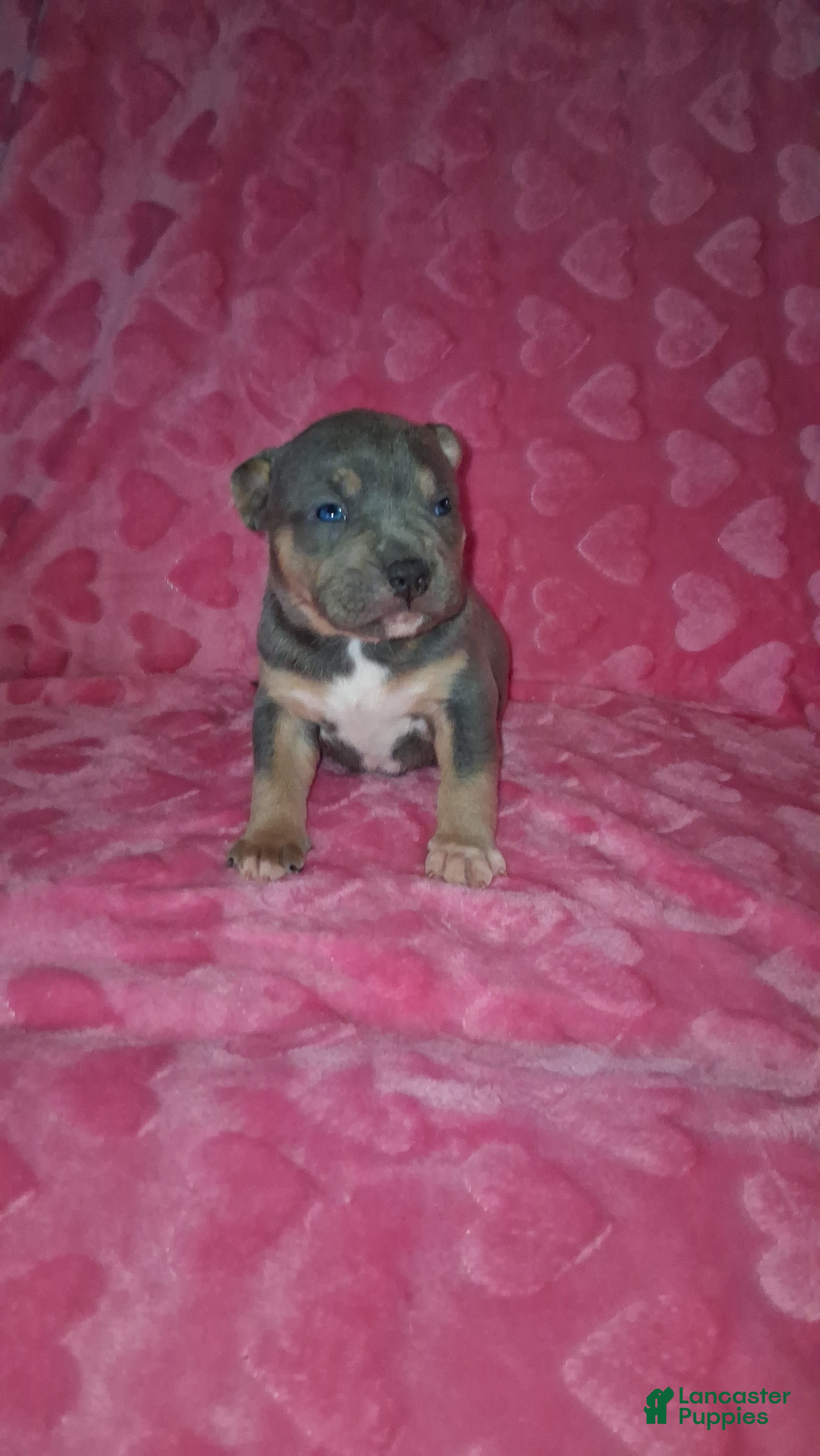 American Bully dogs American Bully Puppy 4 - Ad 1