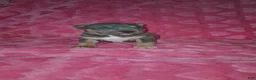 American Bully dogs for sale: American Bully Puppy 4 - Ad 1