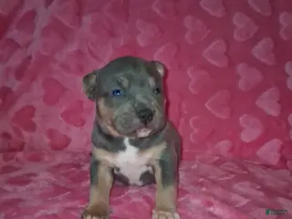American Bully dogs for sale: American Bully Puppy 4 - Ad 1