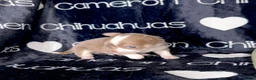 Chihuahua dogs for sale: Micro Thumper Lavender LC - Ad 2