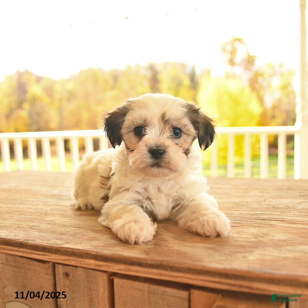 Teddy Bear dogs for sale: Biscuit  - Ad 9