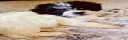 Havanese dogs for sale: Sophie - Ad 2