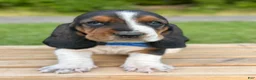 Basset Hound dogs for sale: Oscar - Ad 6