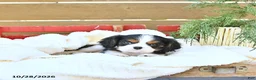 Cavapoo dogs for sale: Hunter - Ad 3