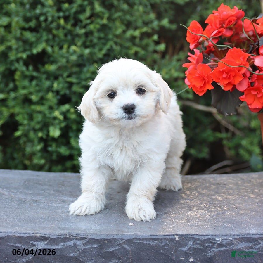 Mixed Breed dogs Ellie - Ad 2