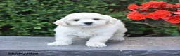 Mixed Breed dogs for sale: Ellie - Ad 2
