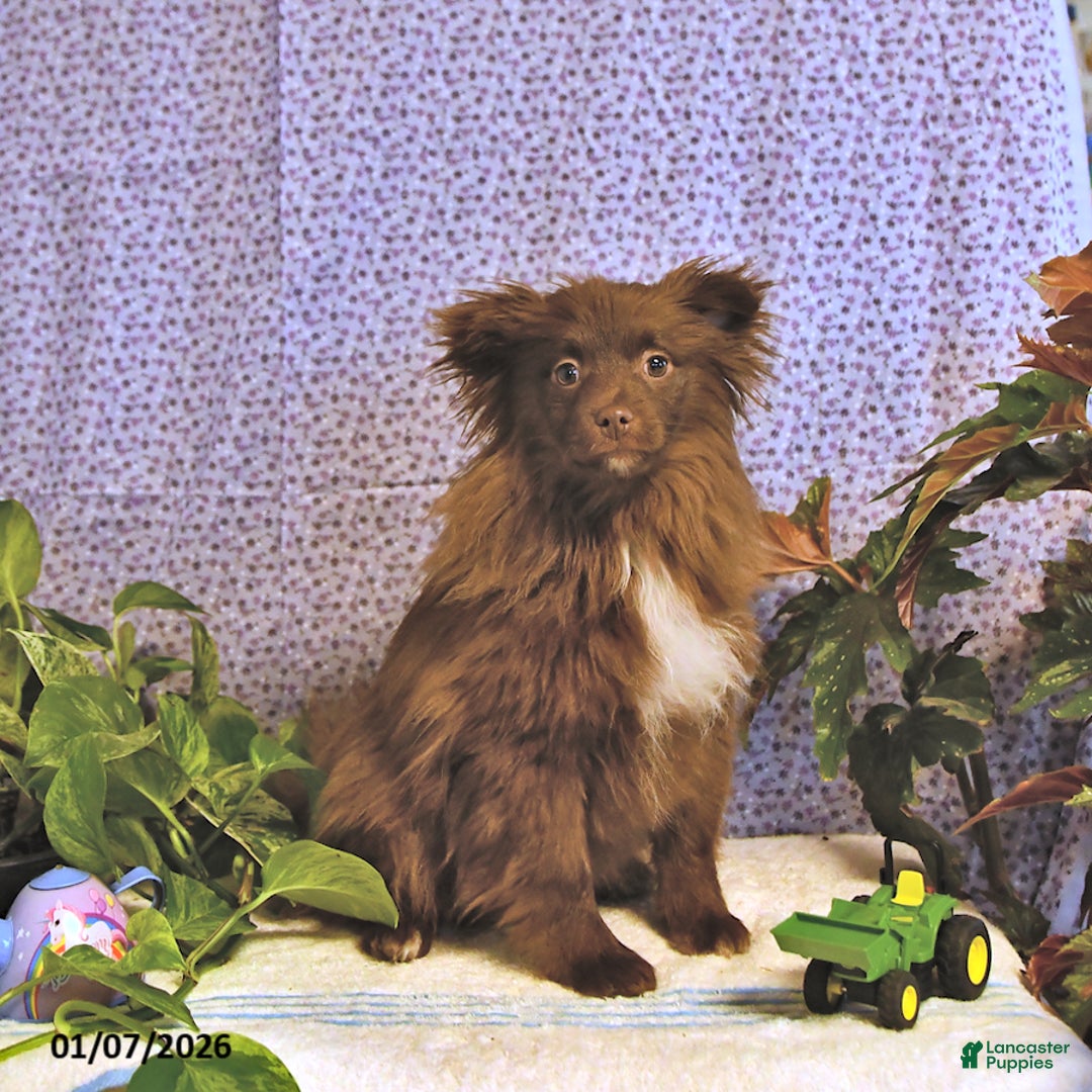 Mixed Breed dogs for sale: Darby - Ad 4