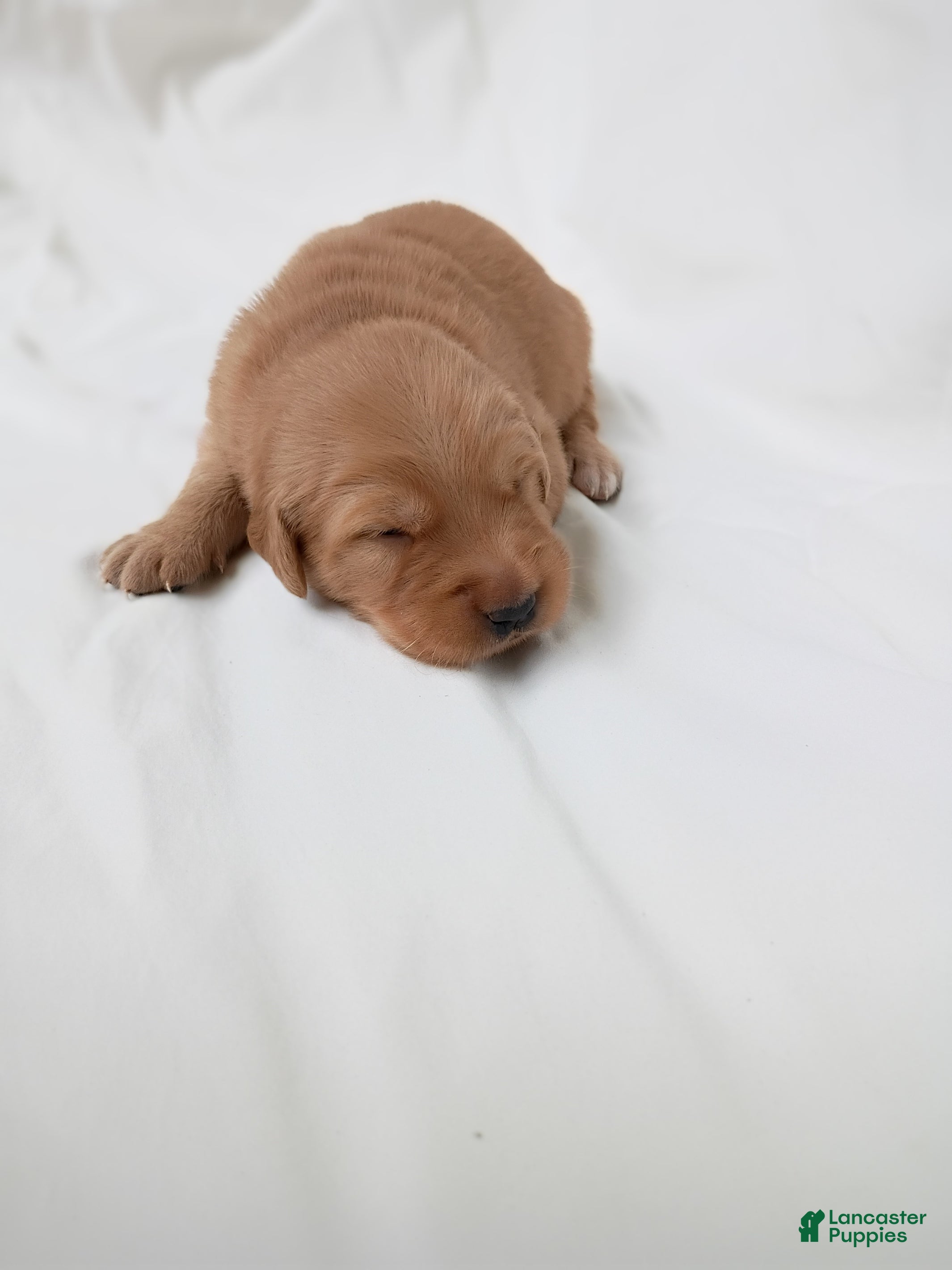 Golden Retriever dogs Golden Retriever 2 - Ad 2