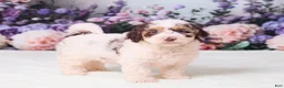 Mini Goldendoodle dogs for sale: Cupcake - Ad 3